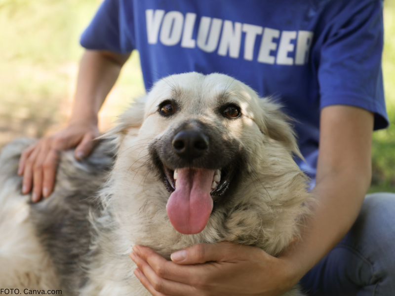 adopcja psa poradnik