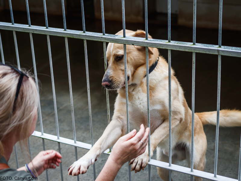 adopcja psa poradnik i wskazówki