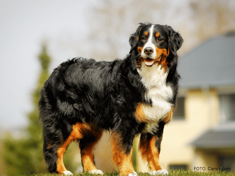 berneński pies pasterski opis