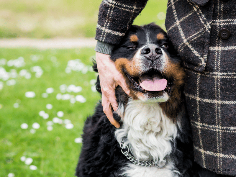 berneńskie pies pasterski dla kogo