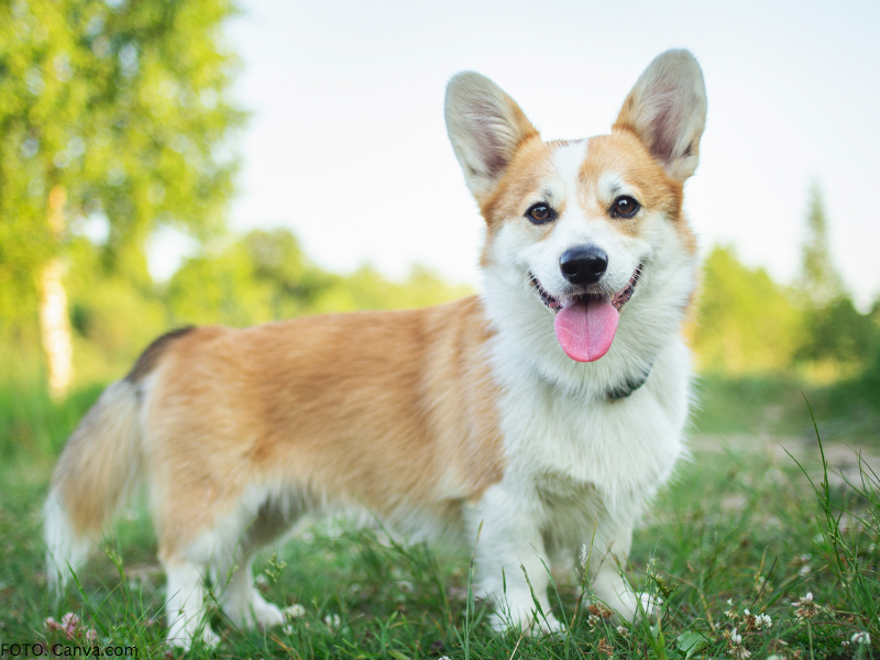 rasa corgi