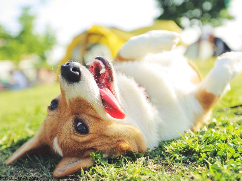 corgi rasa 1