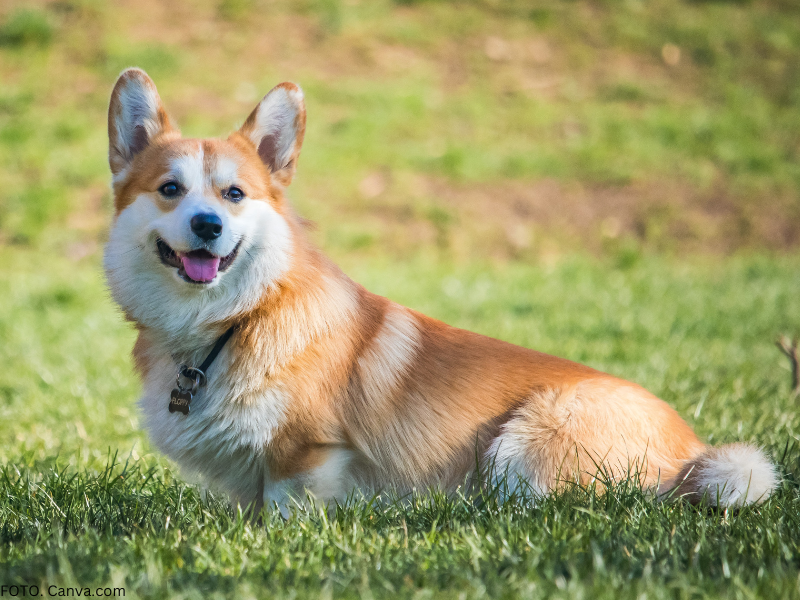 corgi rasa 2
