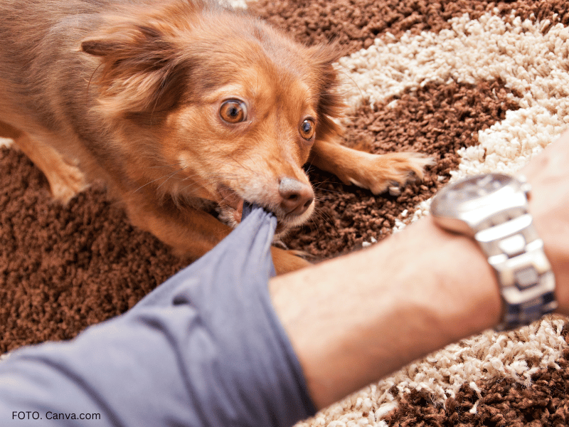 jak reagować gdy pies na mnie warczy