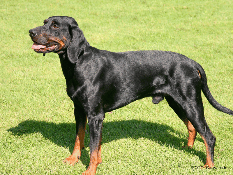 pies gończy polski opis