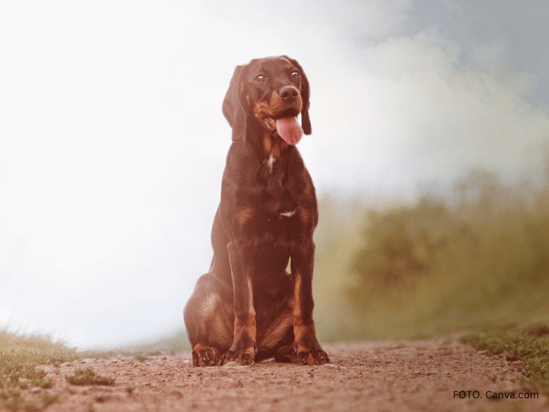 pies gończy polski dla kogo