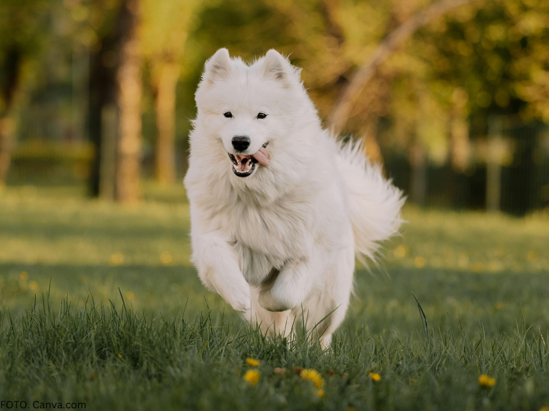 samoyed rasa